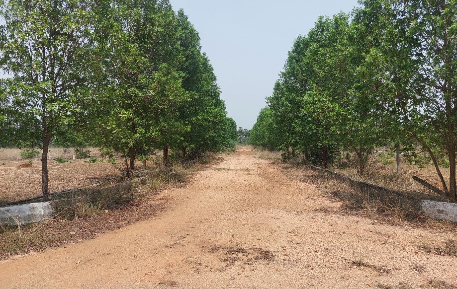 Investment plots in Vizag at Atchutapuram with wide roads and greenery