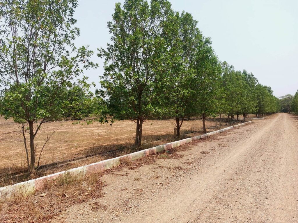 Open residential plots with avenue plantation at True Empire Deluxe project in Raghumanda, Vizianagaram