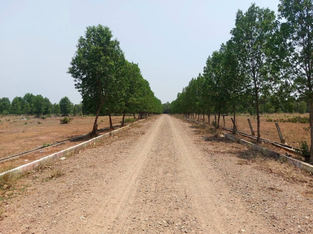 Tree-lined internal road and open VMRDA-approved plots at True Empire Deluxe project in Raghumanda, Vizianagaram.