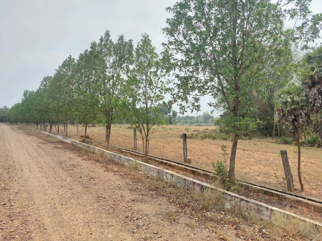 Tree-lined internal road and open residential plots at True Empire Deluxe project in Raghumanda, Vizianagaram.