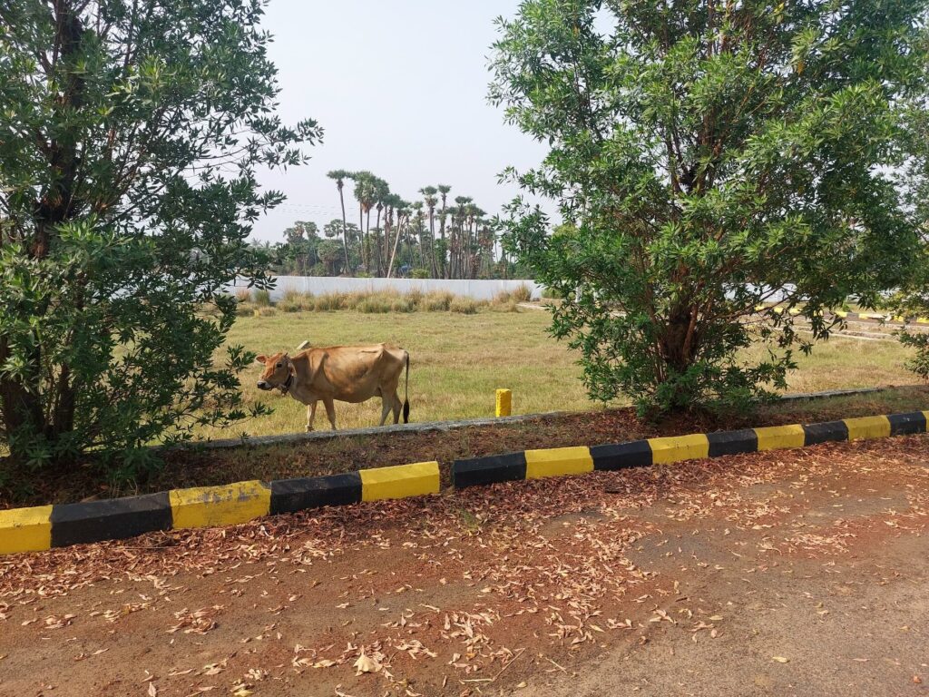 Open residential plots in Vizag with greenery and peaceful surroundings
