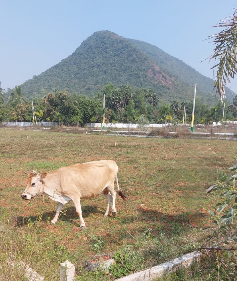 VMRDA Approved Residential Open Plots Near Tarluvada in Anandapuram, Vizag